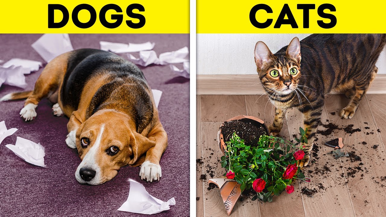 DOGS VS. CATS || Cute And Useful Pet Hacks And Gadgets That Will Make Your Life Easier