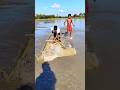 মাছ ধরা ভিডিও #fishing #fish #shorts #viralvideo