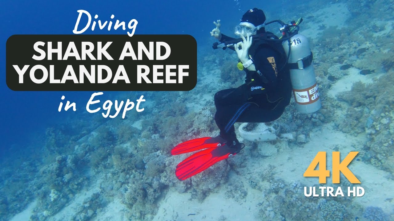 Diving Shark and Yolanda Reef in 4k