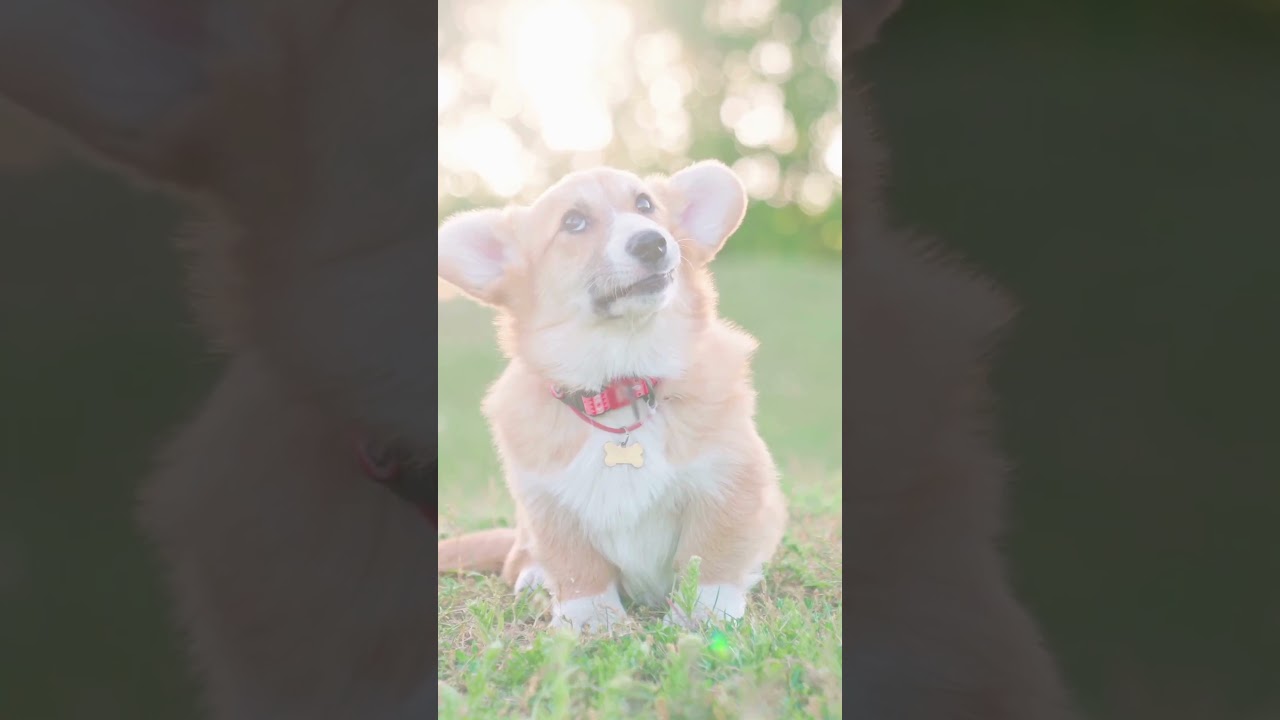 Dog Cancer Diet