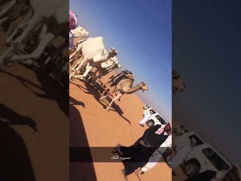 مسيره التلاد حمود أبو راس مجمعي