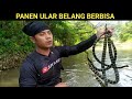 BERBURU ULAR BELANG BERBISA | TAPAK SI ADEN | SNAKE HUNTER