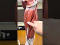BIOL 105 Leg Model Muscles