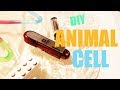 Animal and Plant Cell Structures