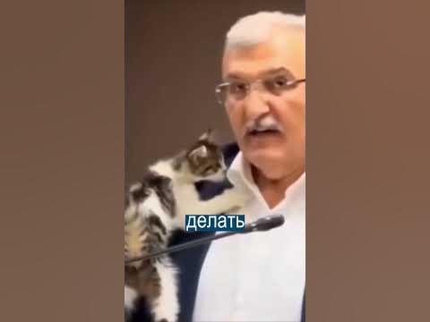Кот залез на голову мэра во время важного совещания - YouTube