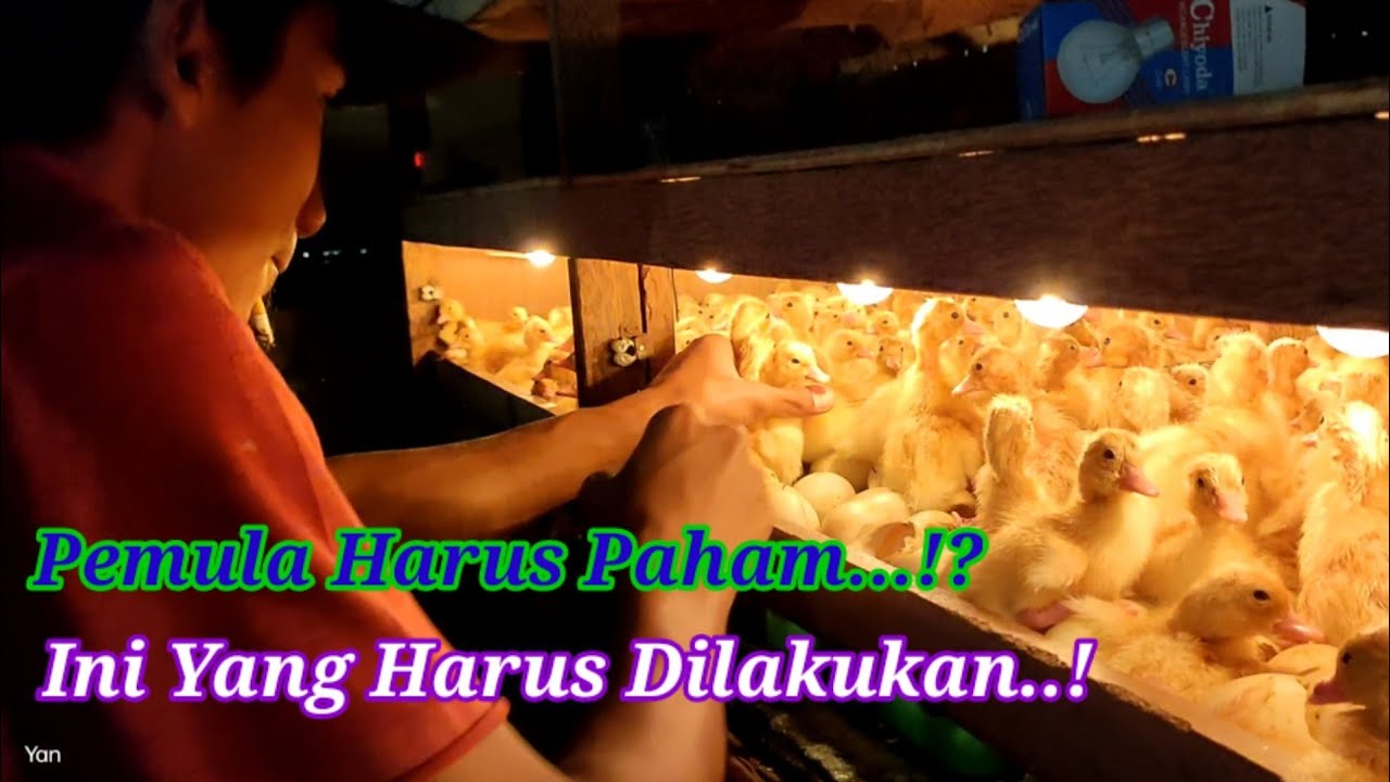 Panen DOD Dan Penolongan Pertama #inkubator #peternakan #duck