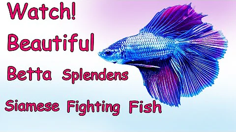 Watch the video about Betta Splendens Siamese Fighting Fish | Blue Siamese fighting fish