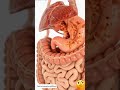 Gastrointestinal tract #GastrointestinalSystem #DigestiveSystem #GITract #HumanAnatomy #medical