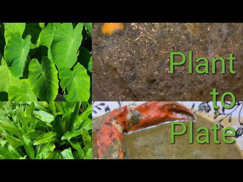 Vídeo: Taro Dasheen Plant Info - Como cultivar Dasheen e para que serve Dasheen