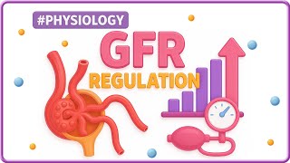 5. GFR Regulation Simplified | Renal Physiology for USMLE Step 1 | Dr. Sree Teja