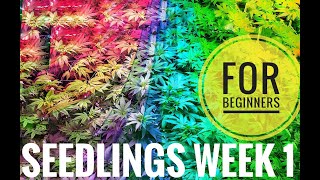 Cannabis Seedlings Week 1 For Beginners