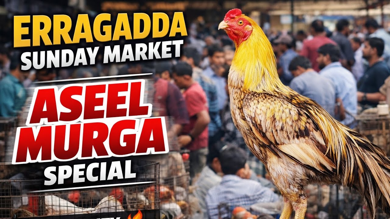 ERRAGADDA SUNDAY PET'S MARKET HYDERABAD||ASEEL MURGA #erragaddamarket 