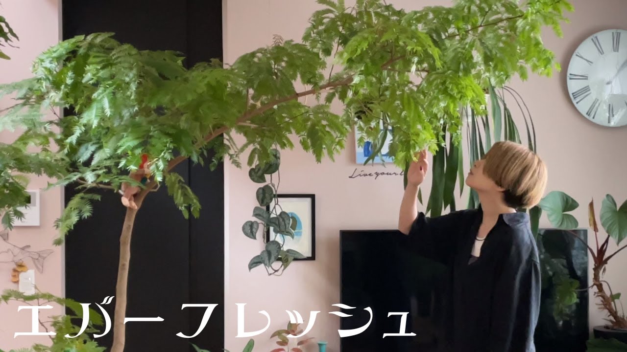 【値下げします】大きなエバーフレッシュです！ Amazon｜エバーフレッシュ 7号 観葉植物 S字 インテリア おしゃれ 大型