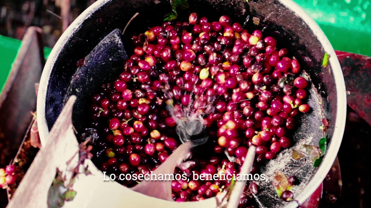 Café San Carlos YouTube