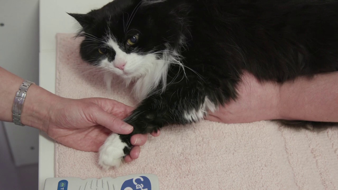 How to measure a cat's blood pressure - YouTube