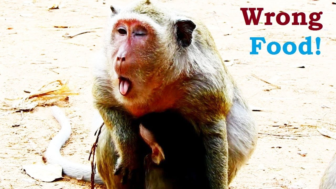 popeyes coupon Popeye's Life: Poor Monkey Popeye Wit Wrong Food/ Leads Baby A Milk On Her Chest