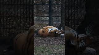 Misha Monday | Blank Park Zoo  #animals #nature #shorts