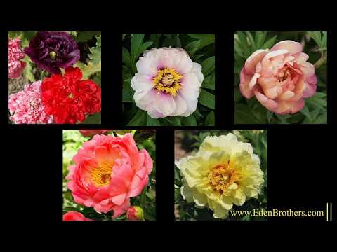 How to Grow Peonies