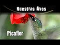 PICAFLOR - Serie Nuestras Aves