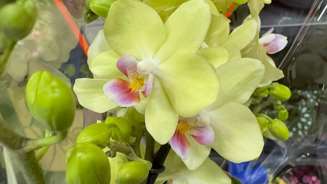 Красивые свежие орхидеи в Kaufland. Wunderschöne frische Orchideen bei Kaufland