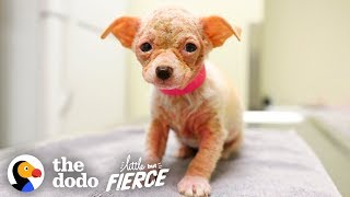 How To Draw The Cutest Puppy Safe Videos For Kids - how to draw the cutest puppy safe adorable puppy roblox How To Draw The Cutest Puppy Safe Videos For Kids - adorable puppy roblox