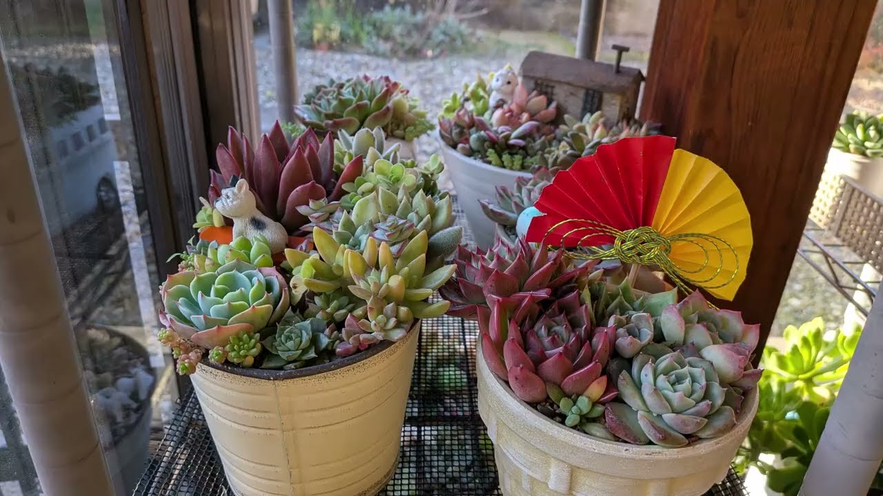 2026年　1月多肉植物