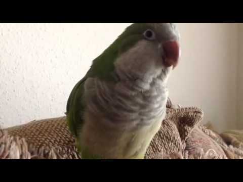 quaker sounds parrot