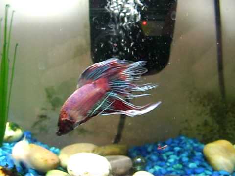 download bloodworms for betta fish