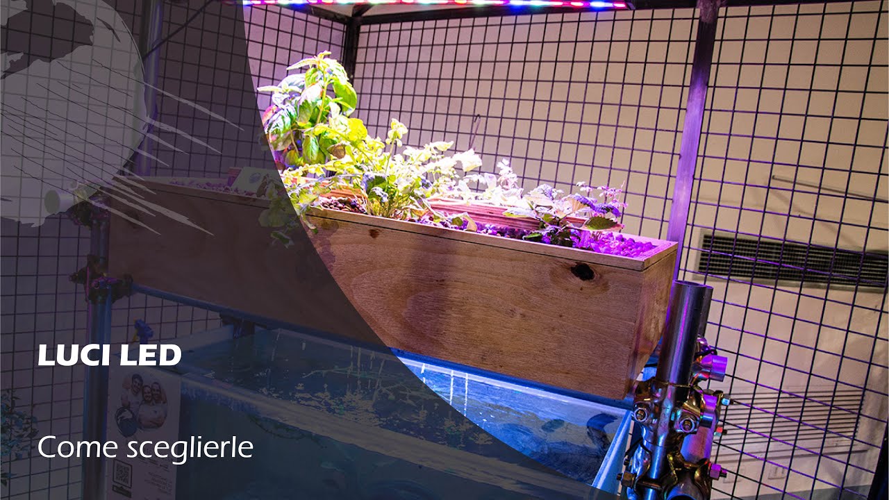 Acquaponica: COLTIVARE INDOOR