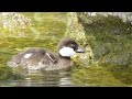 Schellenten-Küken auf Nahrungssuche (Bucephala clangula)