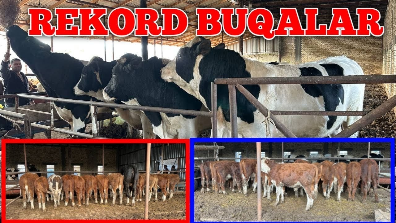 BUXORO ROMETAN ZAFAR AKANI FERMASIDAN BUQALAR SOTILADI GIRINFORD GOLISHTEN