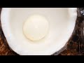 PEARL OF A SPROUTED COCONUT