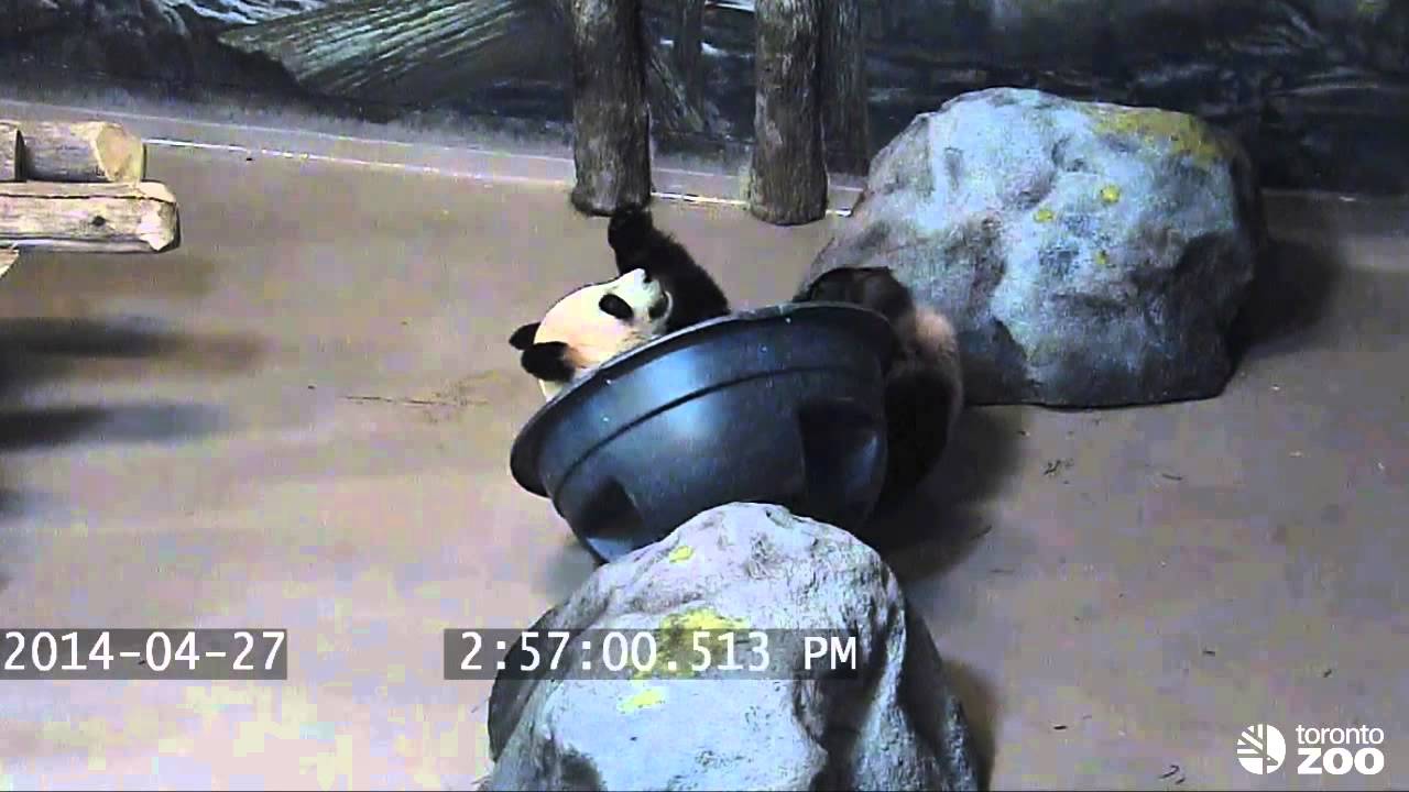 Toronto Zoo Giant Panda Cuteness Combat - Da Mao Plays In His Pool