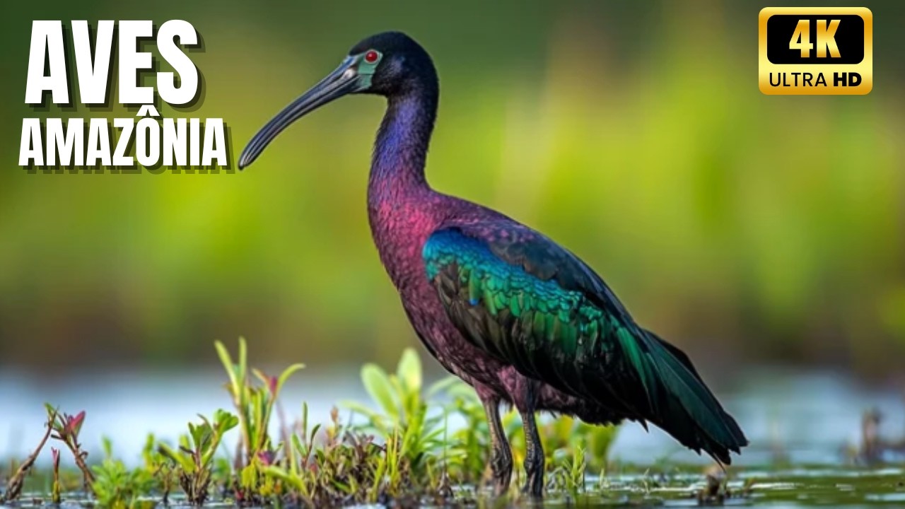 Aves Brasileiras Documentário: Guardiãs do Cerrado e da Amazônia