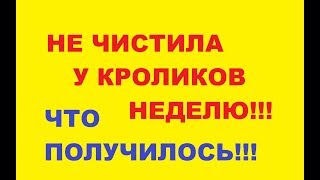 Не убирала неделю у кроликов!!! Содержание кроликов на подстиле. Не убирала неделю у кроликов!!! Содержание кроликов на подстиле.
