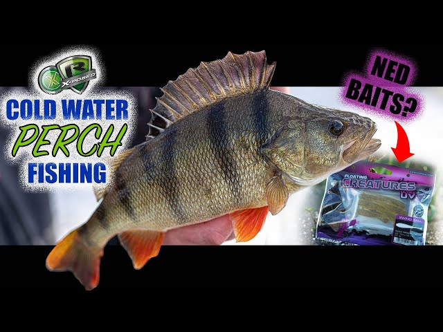 WINTER PERCH FISHING, How to Catch Perch on the Ned Rig, Floating  Creature Baits