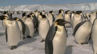 Climate change showing the biggest impact on wildlife in the Antarctic