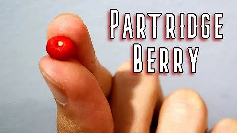 PARTRIDGE BERRIES - Trying 3 Different Fruits With...