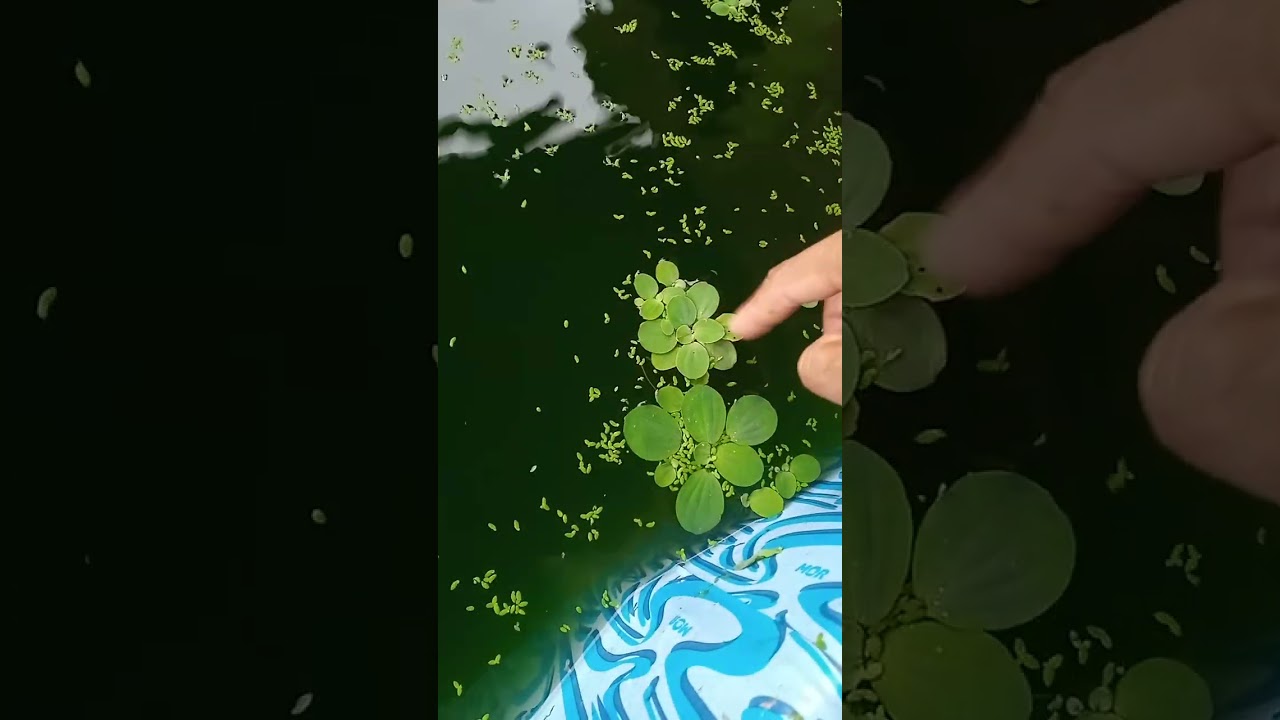 Olha como essa piscina estava… e o que fiz depois 🐸na.