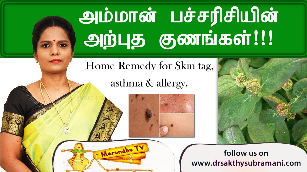 அம்மான் பச்சரிசியின் அற்புத குணங்கள்!!!