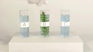 Snail and Elodea Part 1