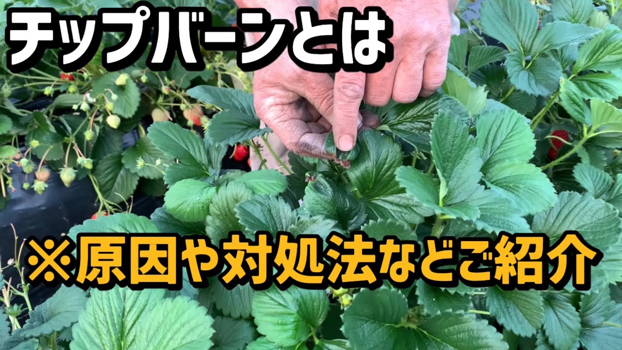 いちご栽培 いちご農家 チップバーンについて Youtube