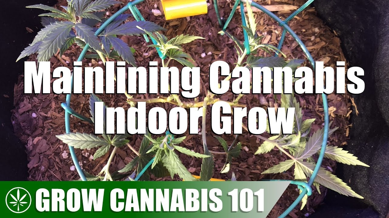 Mainlining A Topped Clone Grow Tutorial & Timelapse