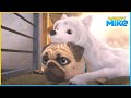 Dognapped  mighty mike  45 compilation  cartoon for kids