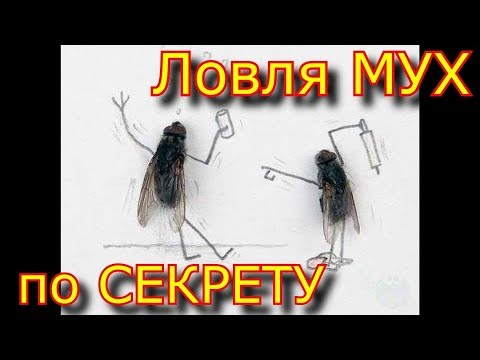 Вопрос: Как поймать муху руками?