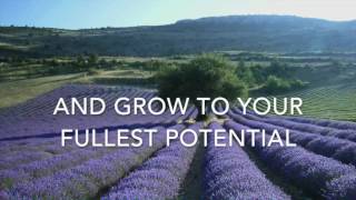 To Bee Or Not To Bee