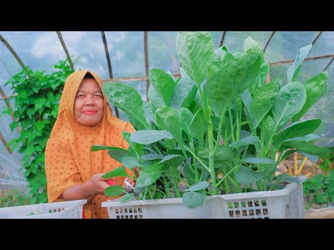 Sayur Sawi Kailan