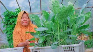 Sangatlah Mudah Menanam Sayuran Kailan untuk Masakan yang Lezat Bergizi..!! Sangatlah Mudah Menanam Sayuran Kailan untuk Masakan yang Lezat Bergizi..!!