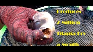 Sustainable Tilapia Hatchery