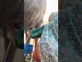 આપડી ભગર ને દોવાનું કામ.#ભગર #baffalo #shorts #shortsfeed #shortsviral